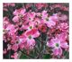 Cornus Florida Rubra - American Dogwood Grafted - Plant in 5 L Pot