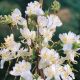 GARDEN HAVEN Lonicera x purpusii Winter Beauty - Winter Flowering Honeysuckle, Plant in 9cm Pot