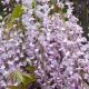 Wisteria floribunda Pink Ice-Grafted Plant in 9 cm Pot