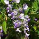 Wisteria floribunda Issai-Grafted Plant in 9 cm Pot