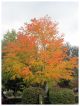 Cercidiphyllum japonicum - Katsura Tree - Plant in 9 cm Pot