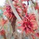 Hamamelis x Intermedia Firecracker-Witch Hazel in 9 cm Pot