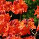 Azalea knaphill Hotspur Red - Deciduous Azalea - Plant in 9 cm Pot