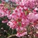 Prunus x incam Okame - Taiwan Cherry - Plant in 2 L Pot