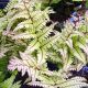 Athyrium otophorum VAR. Okanum - Eared Lady Fern - Plant in 9 cm Pot