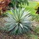 Yucca Gloriosa Variegata - Spanish Dagger - Plant in 3 L Pot