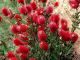 Callistemon Masotti Mini Red - Bottlebrush, Plant in 9 cm Pot