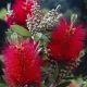 Callistemon citrinus Splendens - Crimson Bottlebrush - Plant in 3 L Pot
