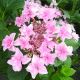 GARDEN HAVEN Hydrangea macrophylla Doppio Rosa - Hydrangea Plant in 3 L Pot