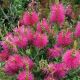 Callistemon viminalis Hot Pink - Bottlebrush - Plant in 5L Pot