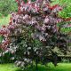 Cercis Canadensis Forest Pansy-Red Bud in 5 L Pot