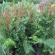 Osmunda regalis - Royal Fern - Plant in 5 L Pot