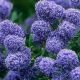 Ceanothus Puget Blue - California Lilac - Plant in 2 L Pot