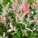 Salix Integra Hakuro Nishiki - Flamingo Willow - Plant in 12 cm Pot