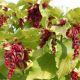 3X Leycesteria Golden Lanterns - Himalayan Honeysuckle - 3 x Plants in 12cm Pots