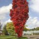 Sorbus Autumn Spire-Mountain Ash, Grafted in 3 L Pot