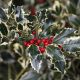 Ilex aquifolium Argentea Marginata - Variegated Holly - Plant in 9 cm Pot