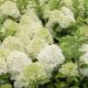 Hydrangea paniculata Limelight-Hydrangea in 9 cm Pot