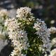 Choisya x dewitteana White Dazzler - Mexican Orange - Plant in 2 L Pot