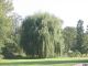 GARDEN HAVEN Salix x sepulcralis VAR. Chrysocoma - Golden Weeping Willow, Plant in 2 L Pot