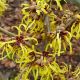 Hamamelis x Intermedia Pallida-Witch Hazel in 9 cm Pot