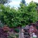 Ginkgo biloba Mariken - Maidenhair Tree - Grafted Standard in 2 L Pot