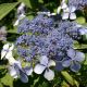 Hydrangea serrata Blue Bird - Hydrangea - Plant in 2 L Pot