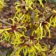 Hamamelis x Intermedia Pallida - Witch Hazel Grafted - Plant in 2 L Pot