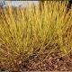 Cornus stolonifera Flaviramea - Yellow Dogwood - plant in 9 cm pot