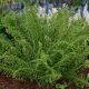 Athyrium filix-femina Victoriae - Lady Fern Victoriae - Plant in 2 L Pot