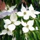 Cornus kousa VAR. Chinensis - Japanese Dogwood Plant in 2 L Pot