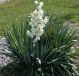Yucca filamentosa - Adam's Needle - Plant in 5 L Pot