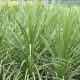 Cordyline Australis - Cabbage Palm - 40 to 60cm - Plant in 9 cm Pot