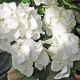 Hydrangea macrophylla Shakira - Hydrangea - Plant in 2 L Pot