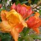 Azalea knaphill Glowing Embers - Deciduous Azalea Plant in 9 cm Pot