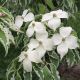 Cornus Kousa Samaritan-Chinese Dogwood Grafted in 1.3 L Pot