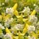 Philadelphus coronarius Aureus-Mock Orange in 9 cm Pot