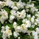 Philadelphus Manteau d'Hermine - Mock Orange - Plant in 9 cm Pot