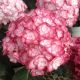 Hydrangea macrophylla Miss Saori - Hydrangea - Plant in 2 L Pot