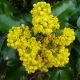 Mahonia aquifolium - Oregon Grape - Plant in 12 cm Pot