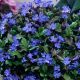 Ceratostigma plumbaginoides - Hardy Plumbago - Plant in 1.5 L Pot
