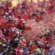 Cotinus coggygria Royal Purple - Smoke Bush, Plant in 9 cm Pot