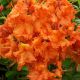 Azalea knaphill Gibraltar (sub Aurore Orange) - Deciduous Azalea Plant in 9 cm Pot