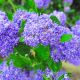 Ceanothus impressus Victoria - California Lilac - Plant in 2L Pot
