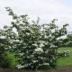 Cornus kousa National - Chinese Dogwood Grafted - Plant in 1 L Pot