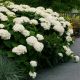 Hydrangea arborescens Strong Annabelle - Hydrangea - Plant in 9cm Pot