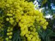 Acacia dealbata - Blue Wattle - Plant in 9 cm Pot