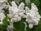 Syringa vulgaris Madame Lemoine - Lilac - Plant in 9 cm Pot