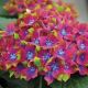 Hydrangea macrophylla Glam Rock - Hydrangea - Plant in 3 L Pot
