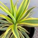 Yucca Gloriosa Citrus Twist-Spanish Dagger in 2 L Pot